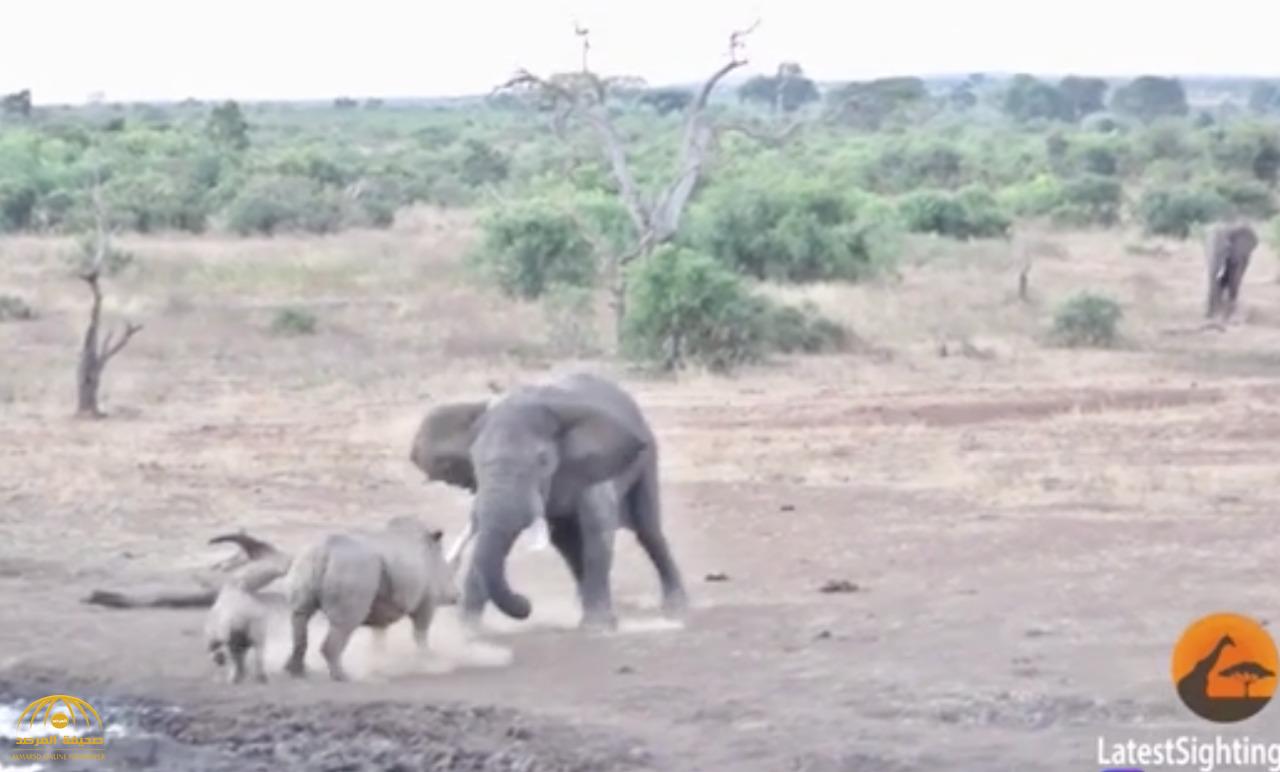 بالفيديو.. وحيد قرن حاول إظهار شجاعته أمام فيل ضخم بجنوب أفريقيا.. شاهد ماذا حدث له