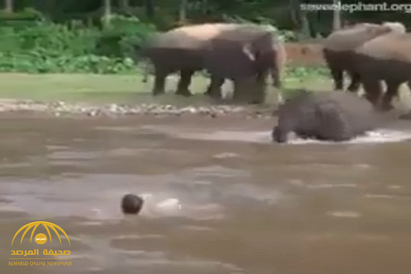 شخص يُمثّل أنه يغرق في نهر بتايلند.. شاهد: ردة فعل مفاجئة من أحد الفيلة!