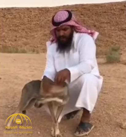 بالفيديو ... مواطن يحتفظ بذئب مفترس ل 3 أشهر في عرعر  قبل إطلاق سراحه  ويكشف عن  السبب !