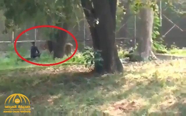 شاهد: شاب "سكران " يتحدى أسد ويجلس أمامه وجها لوجه داخل حديقة للحيوانات في الهند