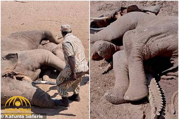 بالصور:  معركة شرسة بين فيل و تمساح  تنتهي بلقطة لم ينتصر أحد !