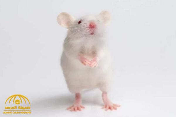أصاب العالم بذهول .. تكوين جنين "فأر" دون حيوانات منوية أو بويضات !