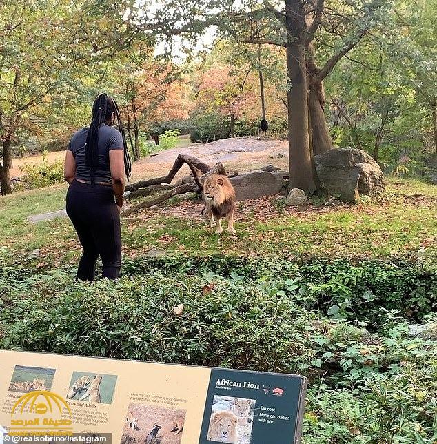 شاهد.. امرأة " سمراء " تتحدى أسد إفريقي داخل حديقة حيوان بنيويورك وترقص أمامه