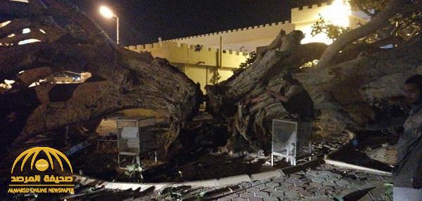 بالفيديو والصور : "شجرة" تثير حالة حزن بالباحة بعد سقوطها .. ما هي قصتها ؟