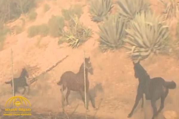 شاهد: حصان يعرض نفسه للخطر لإنقاذ رفيقيه وسط حرائق كاليفورنيا