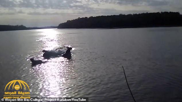 شاهد فيديو مروع .. تمساح ضخم يلتهم كلب في نهر أمام عين صاحبه