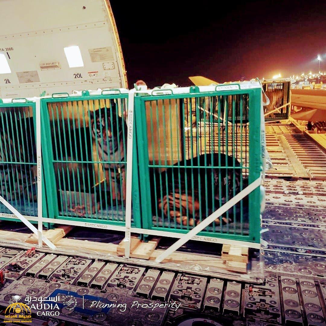 بالصور.. وصول شحنة من "النمور" إلى أرض المملكة للمشاركة في موسم الرياض!