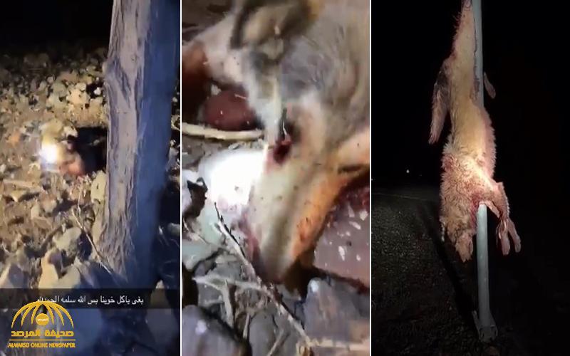 بالفيديو: "طلعة برية" تنتهي بمقتل "ذئب" بعد أن أثار الذعر في نفس أحد المتنزهين وحاول أن يفترسه