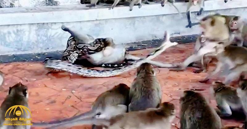 بالفيديو .. ثعبان ضخم ينقض على قرد ويلتف على جسده .. شاهد كيف حاولت أعداد كبيرة من القردة إنقاذه