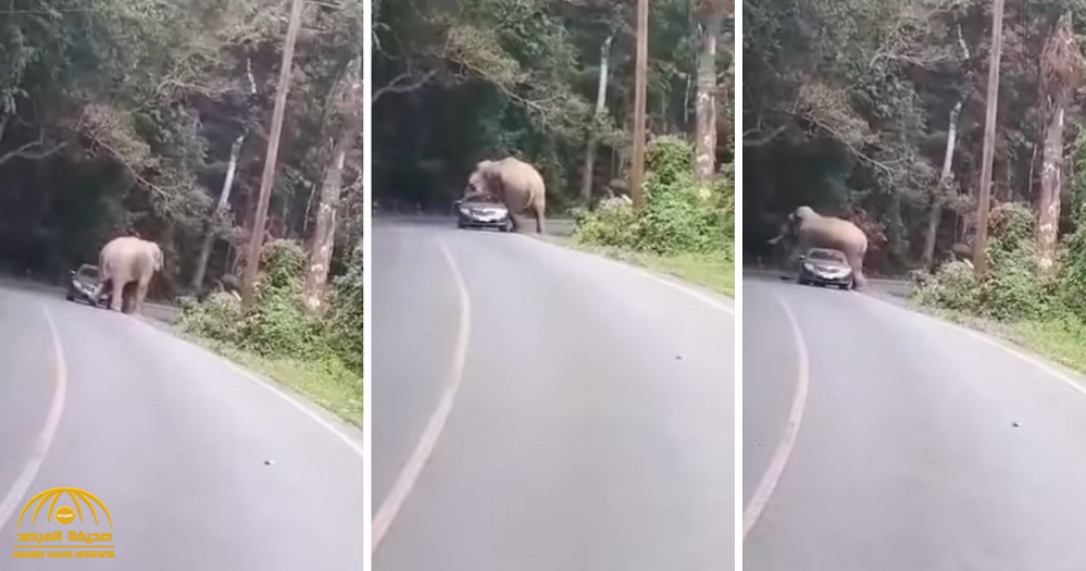 شاهد ...  لحظات تحبس الأنفاس ...فيل ضخم يعترض طريق سائق في تايلاند ويقرر الاستراحة  فوق سيارته !