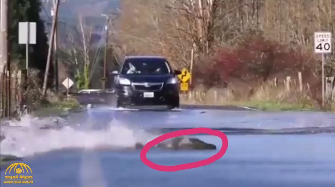 هل سبق لك أن رأيت أسماك تعبر الطريق أثناء مرور المركبات؟.. شاهد: هذا الفيديو العجيب!