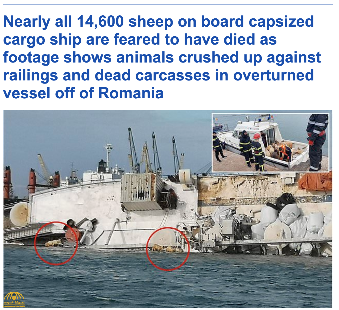 شاهد: غرق سفينة شحن محملة بـ15 ألف رأس غنم في طريقها إلى المملكة– فيديو وصور