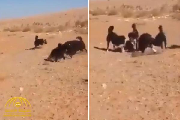 شاهد فيديو مثير: ‏كلاب مدربة تفترس ذئباً بعد مطاردته من قبل مجموعة من الشباب