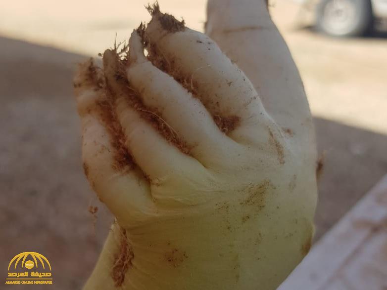 شاهد: مواطن يعثر على نبتة فجل على هيئة يد بشرية بالمزاحمية