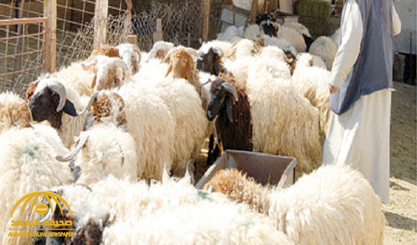 مربو الماشية يكشفون حقيقة تأثر الأسعار بعد توجيه الدعم صحيفة المرصد