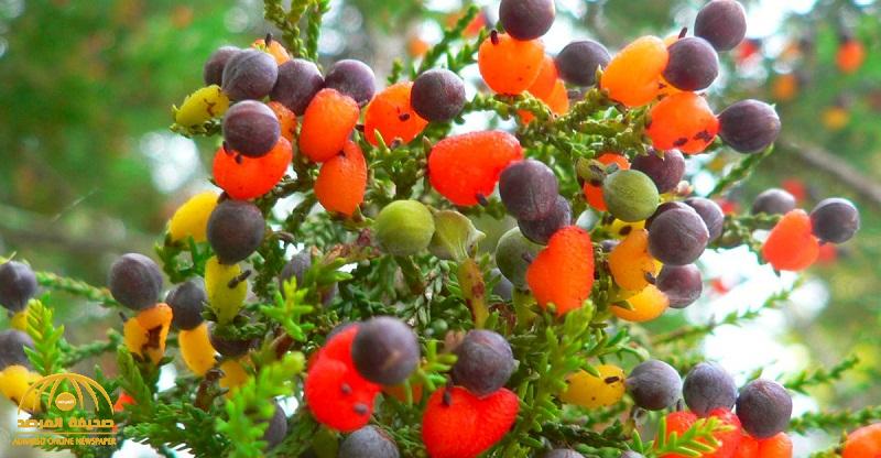 بالفيديو : الكشف عن "الشجرة المعجزة" .. تنتج 40 نوعا من الفاكهة في نفس الوقت !
