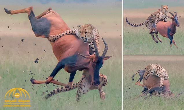 بالصور .. شاهد لحظات مثيرة لحيوان "الفهد"  يهاجم ظباء  ضخمة!
