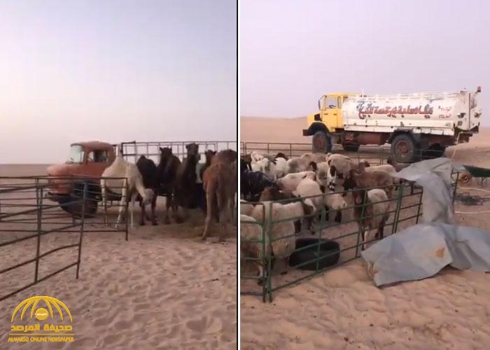 بالفيديو : مواطن يفاجأ بقطيع من الإبل والأغنام تموت من العطش في الصحراء .. شاهد ردة فعله !