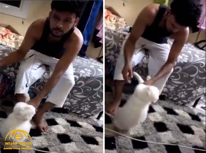 بالفيديو : وافد يصفع قطة بيضاء على وجهها بعنف.. ومستخدمو السوشيال ميديا يكشفون جنسيته