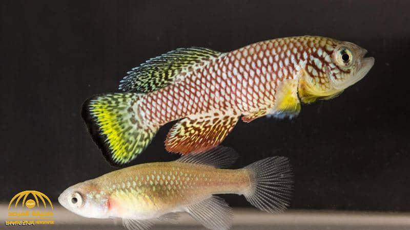اكتشاف علاج للشيخوخة في سمكة بزيمبابوي وموزمبيق