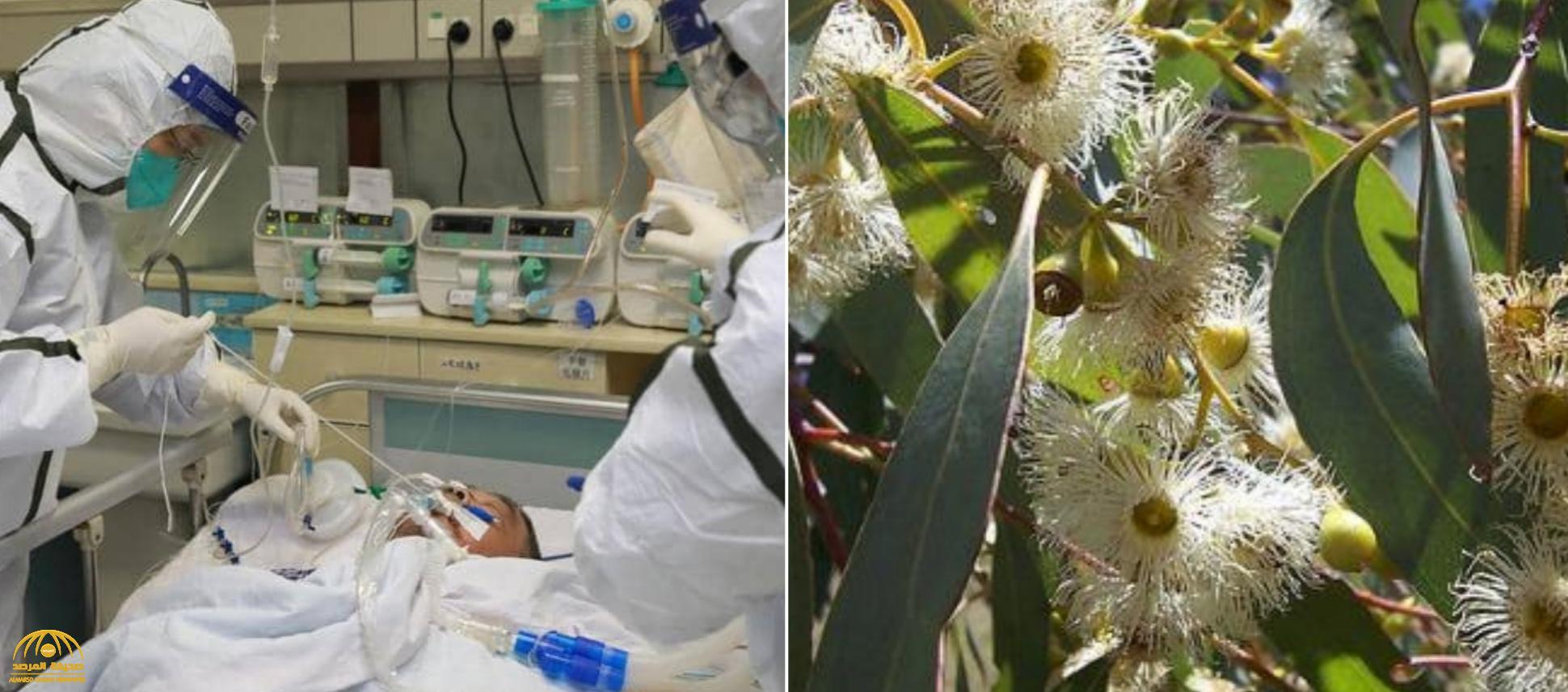 شجرة شهيرة تنقذ البشرية.. الصين‬⁩ تعلن عن أول علاج فعال لـ فيروس كورونا
