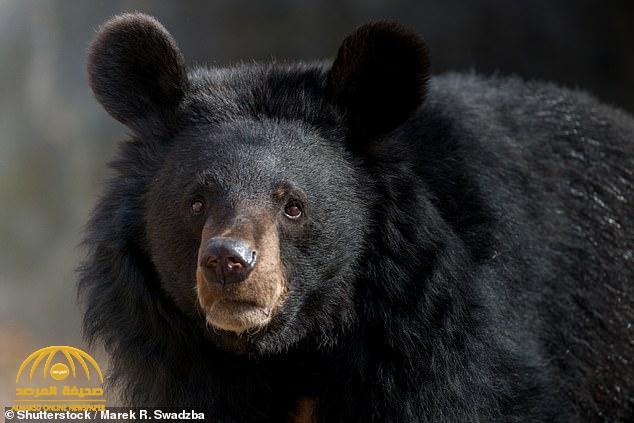 بعدما صدرت الوباء للعالم.. الصين تلجأ لـ "الدب الأسود" للقضاء على كورونا !