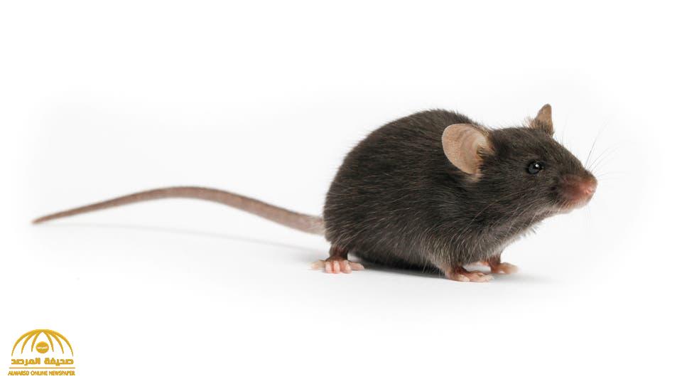 إلى أين وصلت جهود إيجاد لقاح فيروس كورونا.. وما علاقتها بهذا الفأر !