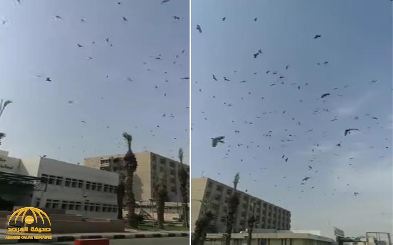شاهد .. أعداد كبيرة من الخفافيش تغطي مستشفى الملك فهد بجازان وتثير الذعر !