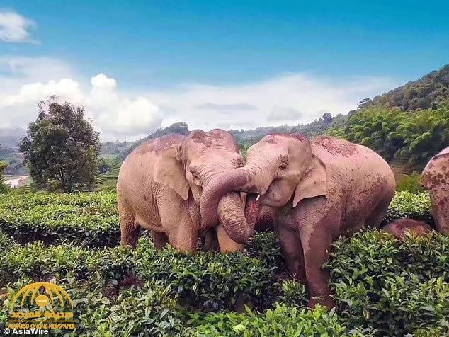 شاهد : قطيع من الفيلة في حالة غير طبيعية وسط غابة في الصين!