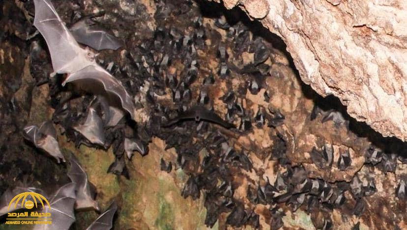 علماء يقتحمون وكر الخفافيش ويجمعون 15 ألف عينة .. وعند تحليلها وجدوا نتائج "مرعبة" !