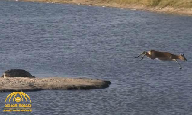 شاهد: تمساح يطارد غزالة صغيرة في المياه بجنوب أفريقيا.. وبعد الإمساك بها كانت المفاجأة !