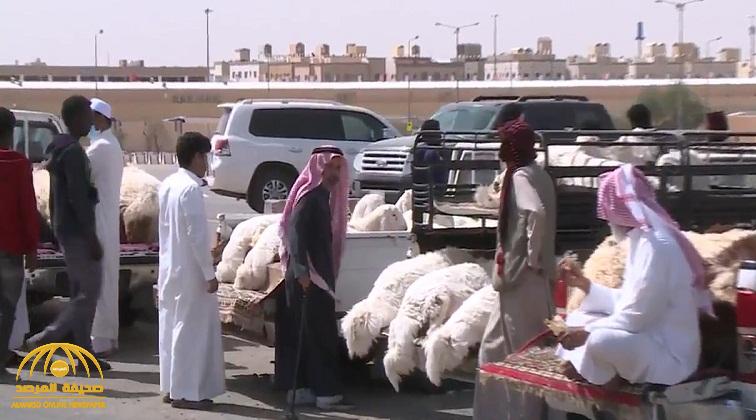 بالفيديو : ارتفاع أسعار المواشي في المملكة .. والزراعة تكشف السبب !