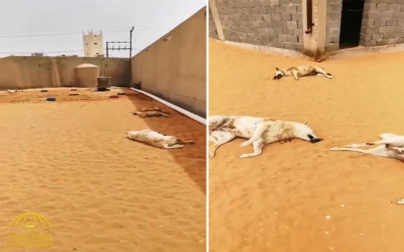 شاهد .. شخص ينهار باكياً بعد مفاجأة صادمة لحظة دخوله حوش يربي بداخله كلاب في الرياض !