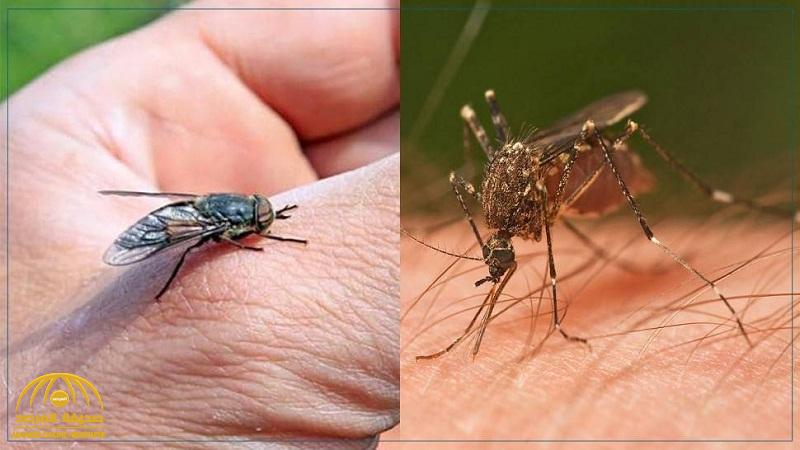 علماء يحسمون الجدل بشأن نقل البعوض والذباب فيروس كورونا من شخص إلى آخر