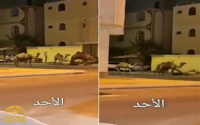 شاهد .. خروج قطيع من الإبل في أحد أحياء مكة أثناء منع التجول