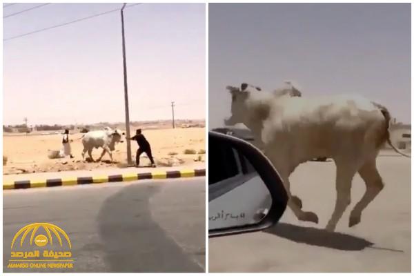 "كاد أن يفتك بأحد الأشخاص".. شاهد: مطاردة مثيرة لـ"ثور هائج" هرب من المسلخ  في الرياض