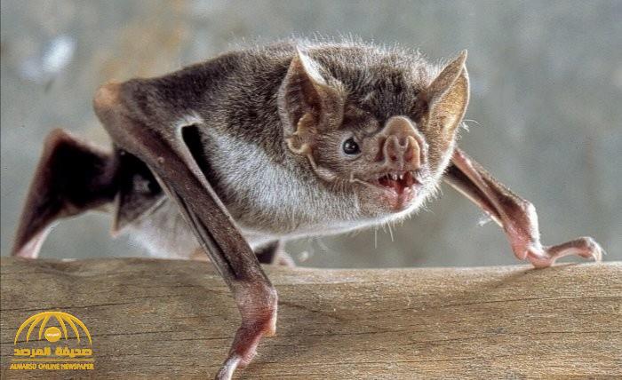 بخلاف كورونا.. علماء يكتشفون فيروس جديد لدى الخفافيش!
