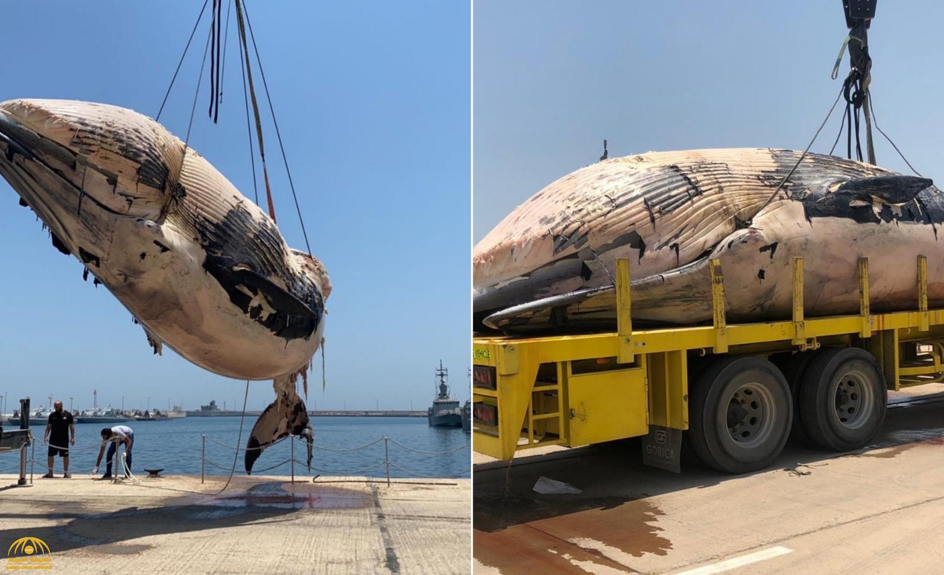 شاهد: انتشال "حوت" بحجم شاحنة نافقًا في الكويت