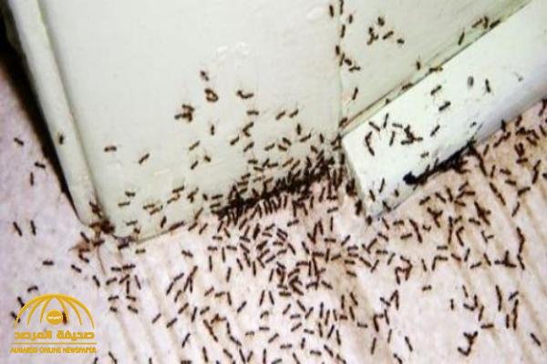 10 طرق سهلة وطبيعية لإبادة مستعمرات النمل التي تغزو منزلك!