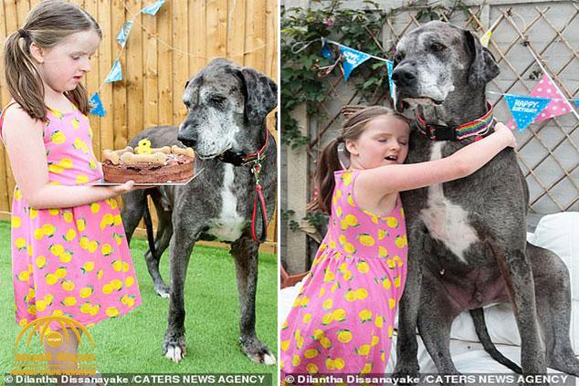 بعد دخوله موسوعة غينيس .. شاهد : أطول كلب في العالم يحطم رقمًا قياسيًا جديدًا!