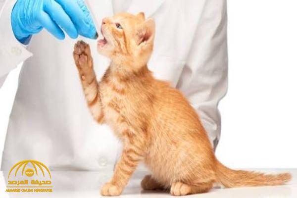 دواء للقطط ينجح في علاج فيروس كورونا