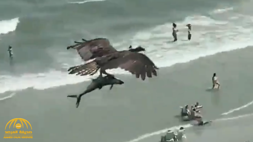 شاهد: لقطات مذهلة لطائر يحلق فوق شاطئ أمريكي .. ويحمل سمكة  ضخمة