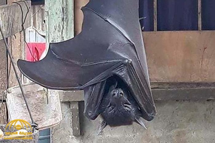 شاهد: أضخم "خفاش" في العالم يتدلى من سقف أحد المنازل