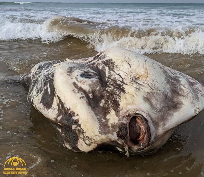 شاهد .. مخلوق غريب يظهر فجأة على شاطئ أسترالي ويصيب السكان بالذهول!