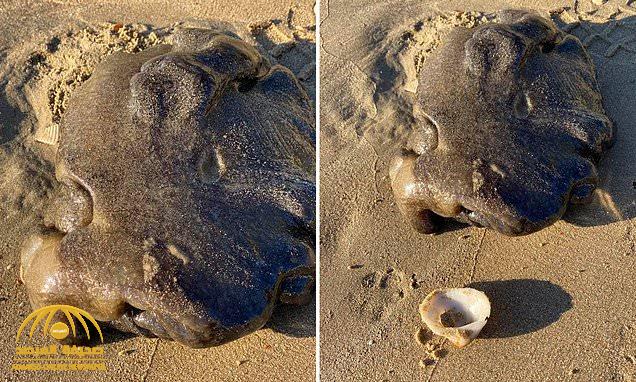يشبه الفقاعة على الرمل ..شاهد : مخلوق غريب يظهر فجأة على شاطئ أسترالي ويحير العلماء !