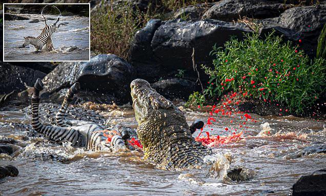 "غطى بدمائه مياه المستنقع ".. شاهد : تمساح شرس يفترس حمارًا وحشيًا كاملًا في محمية بكينيا!