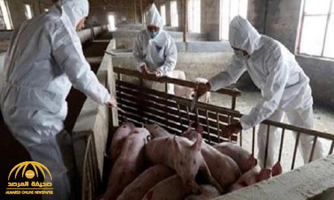 روسيا تفرض الحجر الصحي بعد اكتشاف حالات إصابة بطاعون الخنازير