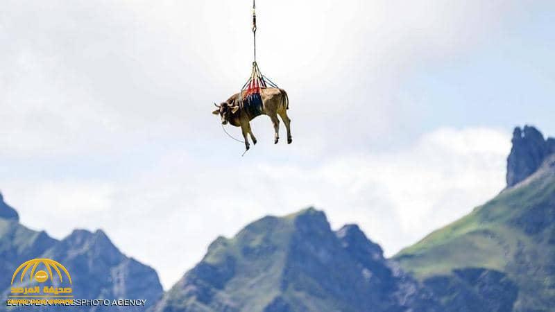 مشهد غريب بجبال الألب بسويسرا.. ما قصة "البقرة" المعلقة في الهواء؟