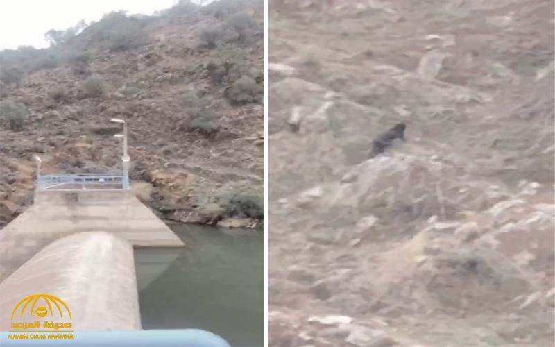 شاهد: نمر أسود نادر يقفز فوق الصخور بطريقة عجيبة ويفاجئ المتنزهين عند جبال ضرك بالباحة