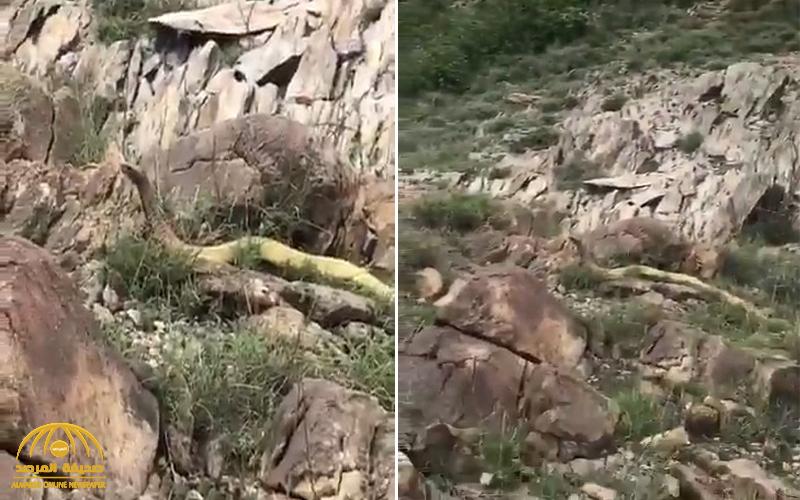 شاهد : العثور على ثعبان ضخم في منطقة جبلية .. وهذا ما حدث عندما قال له المصور "إن كنت جني تفلح"